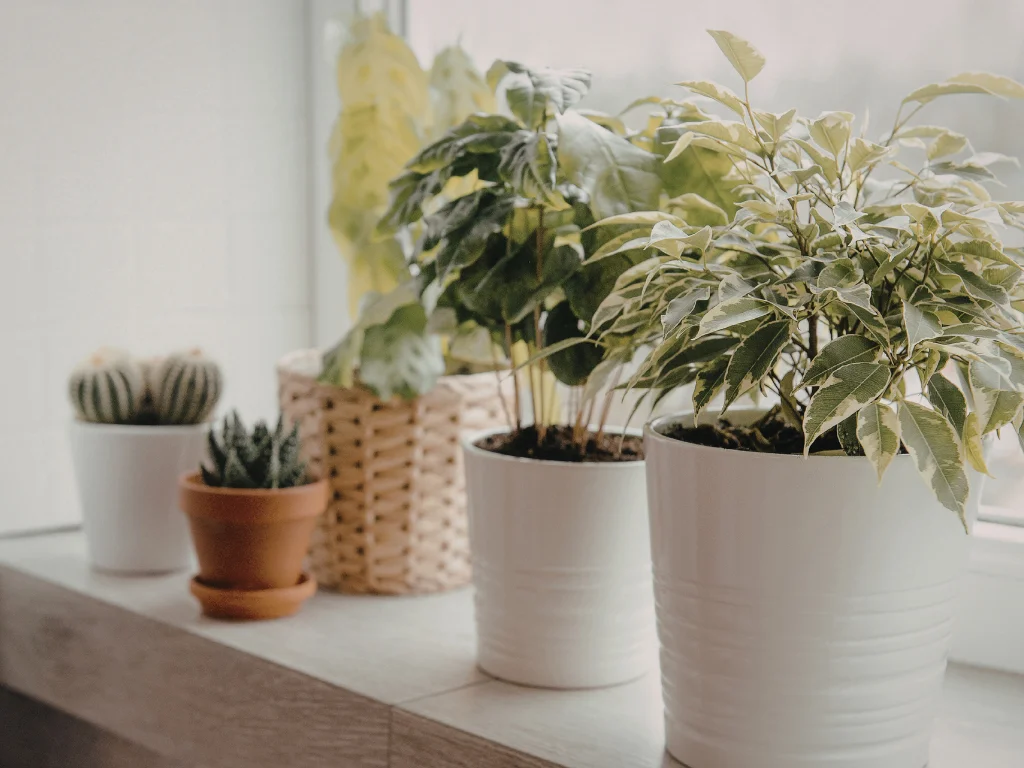 Simple Indoor Plant Management Tips That Actually Help Improve Air Quality